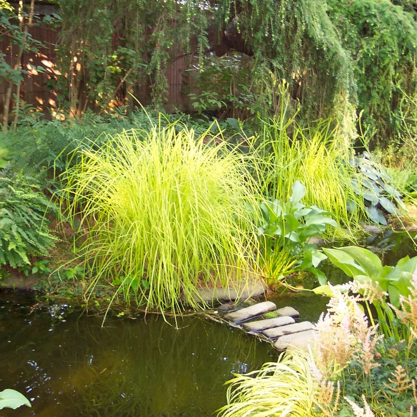 Carex elata Aurea Mason House Garden